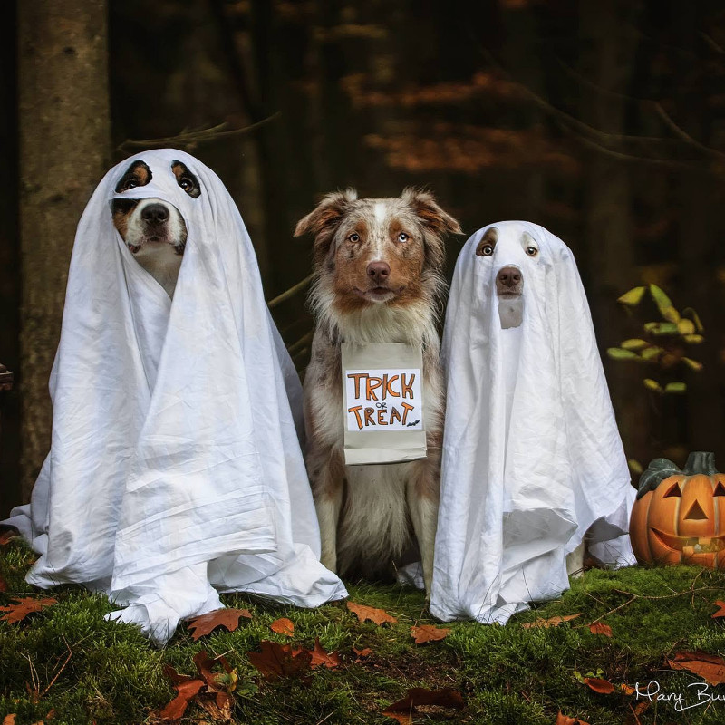 HALLOWEEN MIT HUND – DIE NACHT DES VERFLUCHTEN HOFES