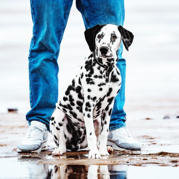 "Junge Pfoten "-6 Wochen Kurs