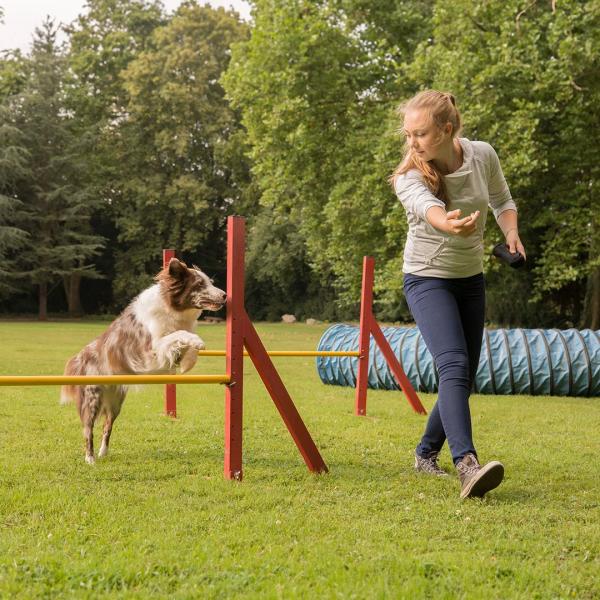 Agility für Anfänger (Sonntag)
