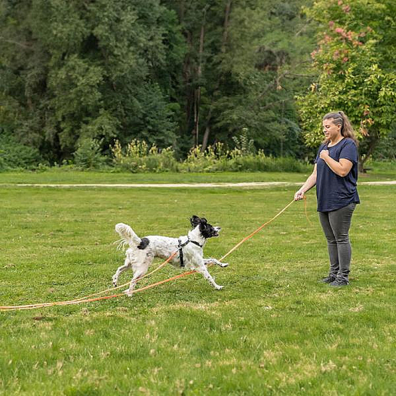 Rückruftraining (Start 11.04.2026)