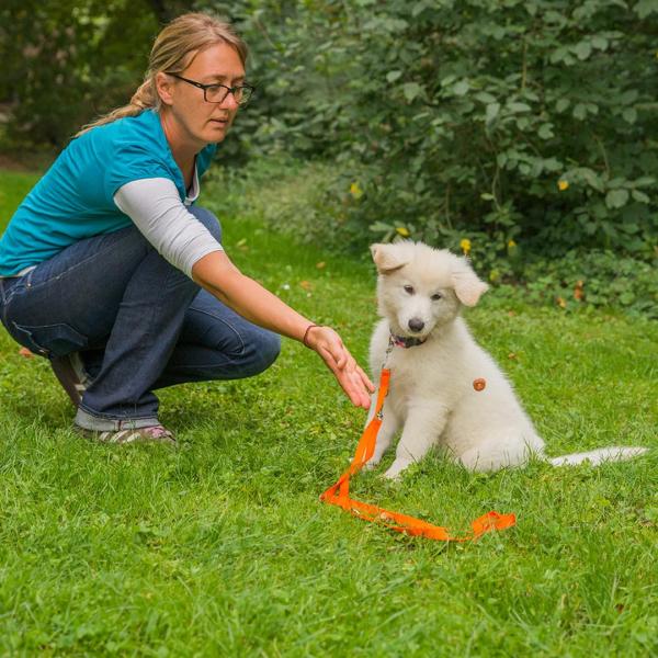 Welpenkurs (Start 10.02.2026)