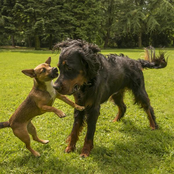 Der tut nix - Hundebegegnungen richtig einschätzen - Online Seminar