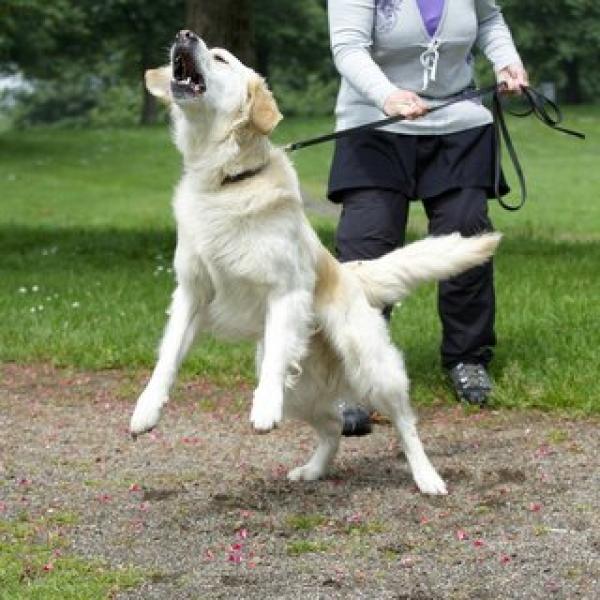Barkbusters – Begegnungstraining für die Lautstarken
