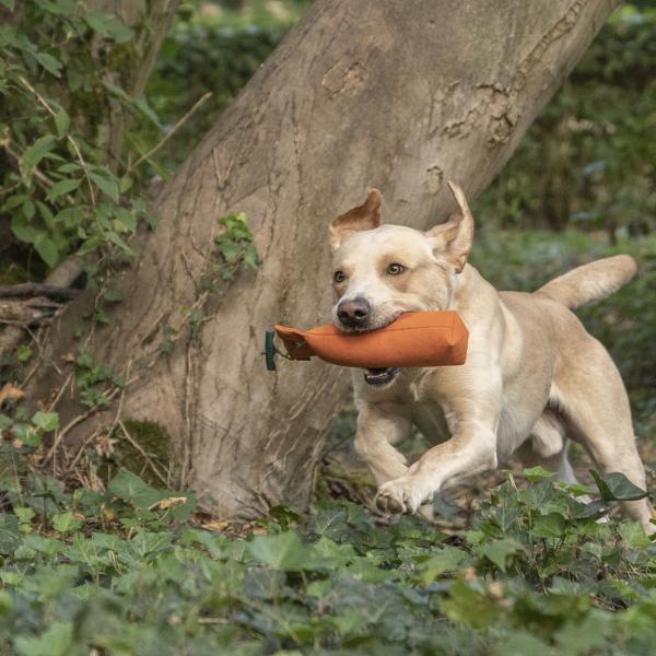 Themenstunde Apportieren