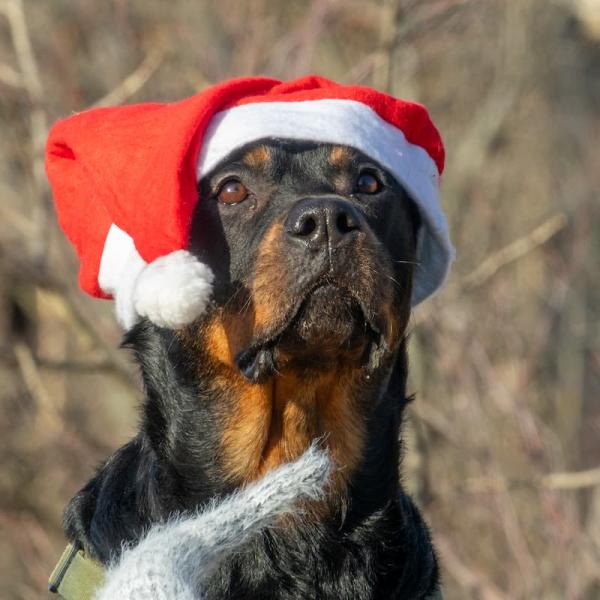 Onlinekurs Tricktraining-für coole Weihnachtsfotos