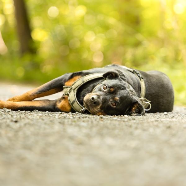 Themenstunde Abschalttraining