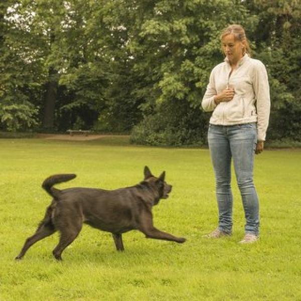 Themenstunde Rally Obedience