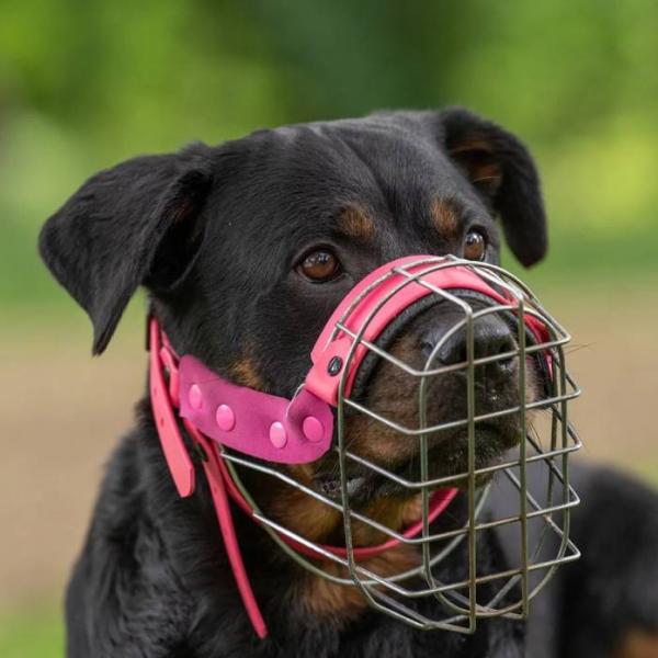 Onlinekurs Maulkorbgewöhnung