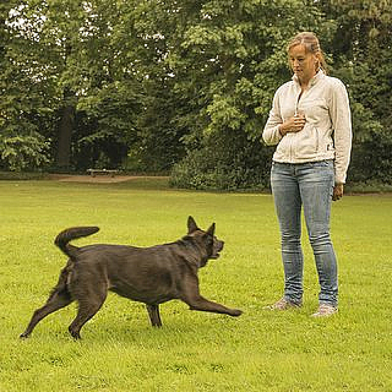 Themenstunde Rally Obedience