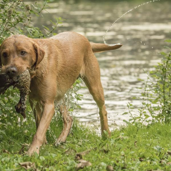 Jagen? Nein, danke! - Anti-Jagd-Training