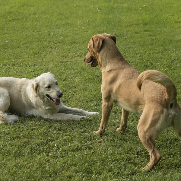 Körpersprache und Kommunikation - aktive Teilnahme