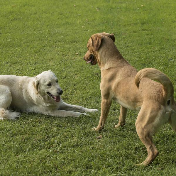 Körpersprache und Kommunikation - passive Teilnahme