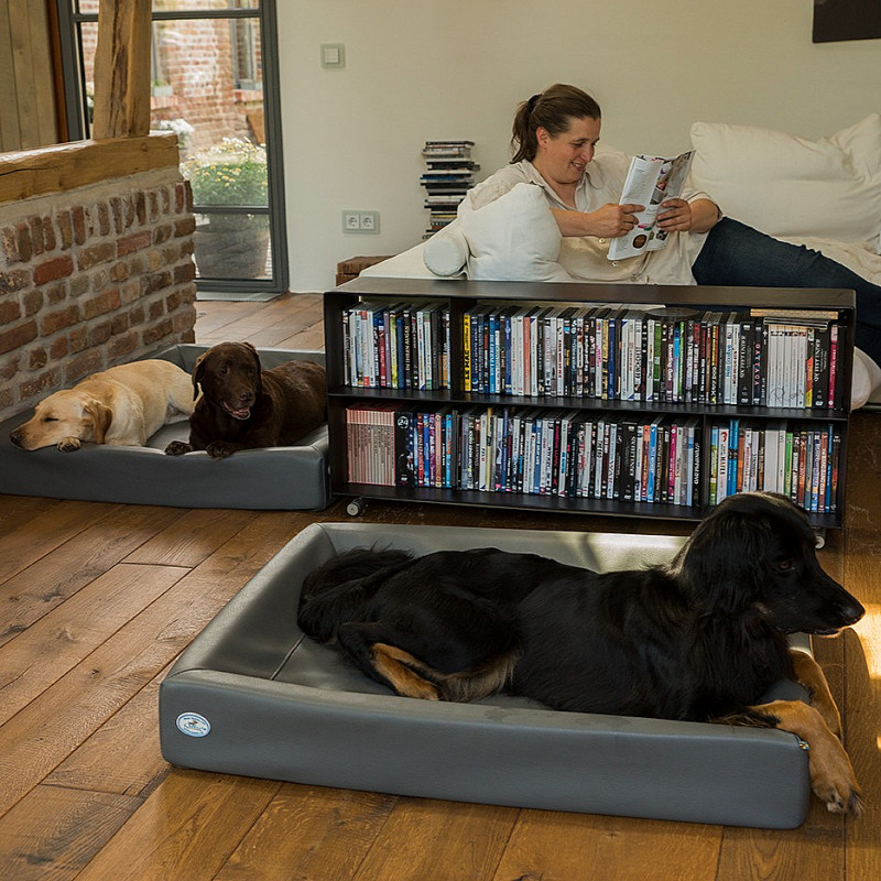 Online - Kurs - Alltag mit Hund