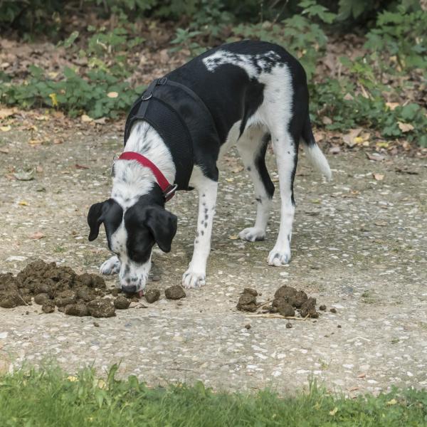 Giftköder verweigern