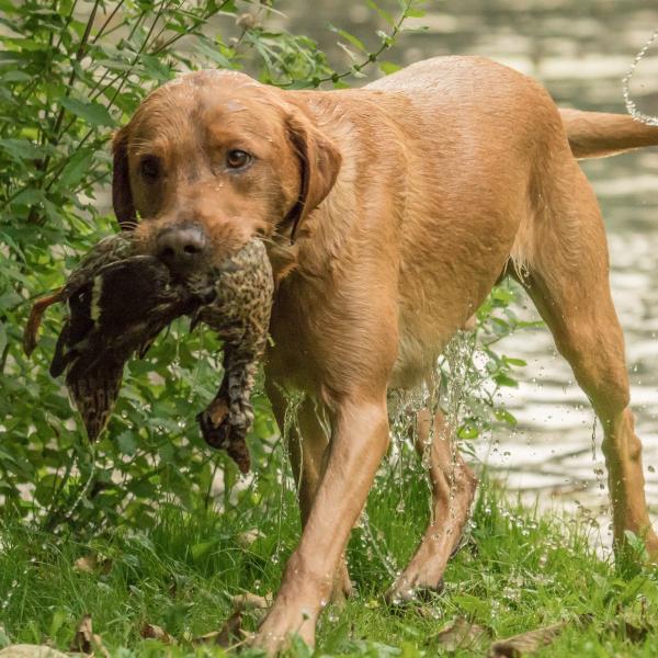 Jagen? Nein, danke! - Anti-Jagd-Training