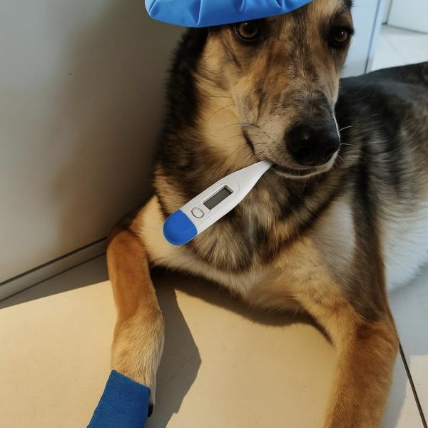 1. Hilfekurs mit Dr. med. vet. Sandra Gloor   22.November 14 Uhr