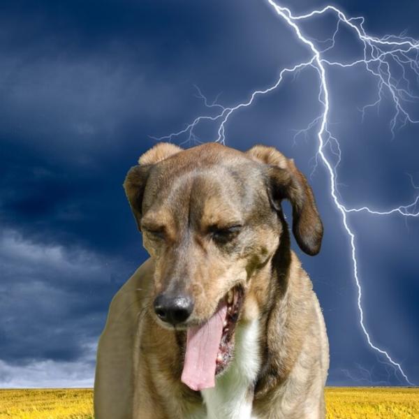 Knallangst desensibilisieren