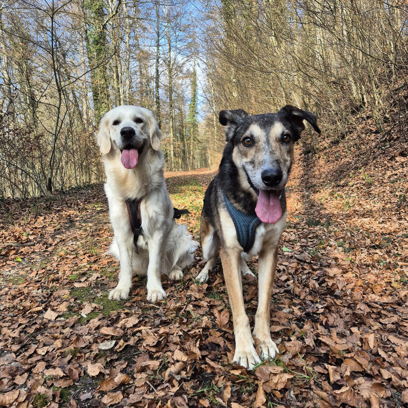 Kamillentee Schatzsuche 01.11.26 - 31.12.26