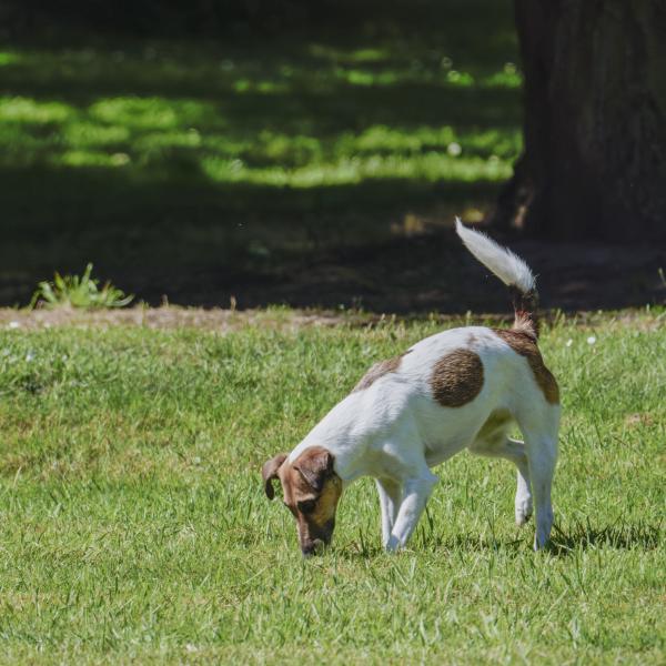 Schnüffelkurs Nasenarbeit / Sniffing course Nose work
