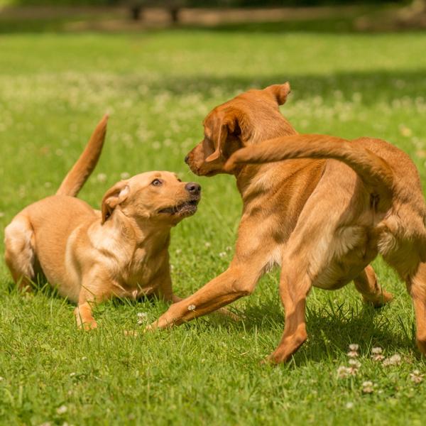 Körpersprache und Kommunikation des Hundes - Spielverhalten