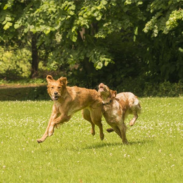 Social Walk – Fokus Freilauf