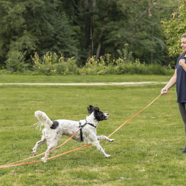 Rückruftraining / Recall Course