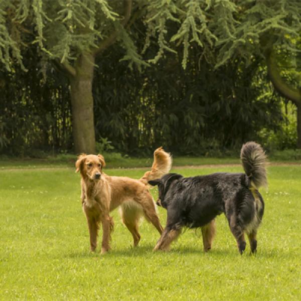 Körpersprache und Kommunikation des Hundes - Videoanalyse