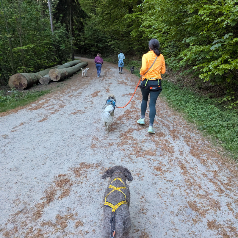 Dog Running Club