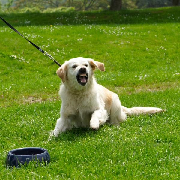 Körpersprache und Kommunikation des Hundes - Aggressionsverhalten