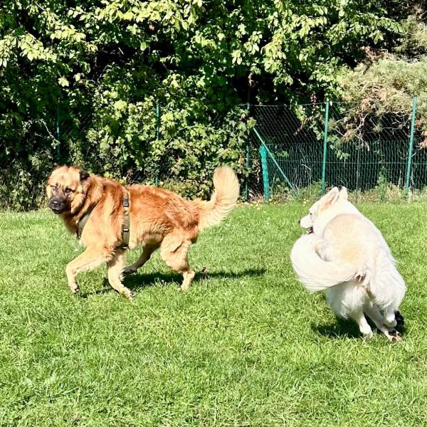 Freilaufgruppe für Hunde über 15kg