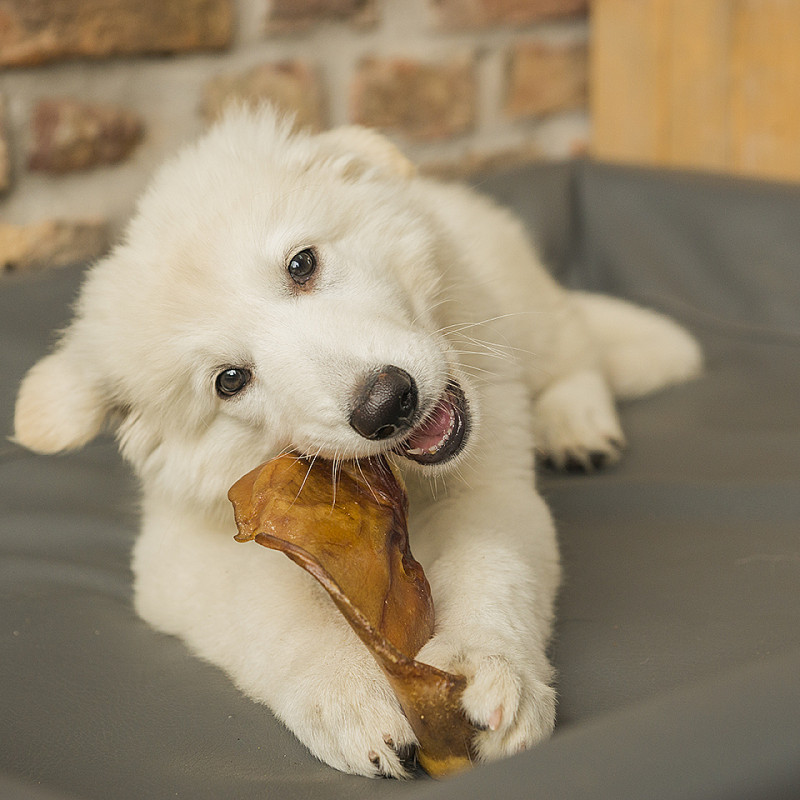 Liebe geht durch den (Hunde-)Magen