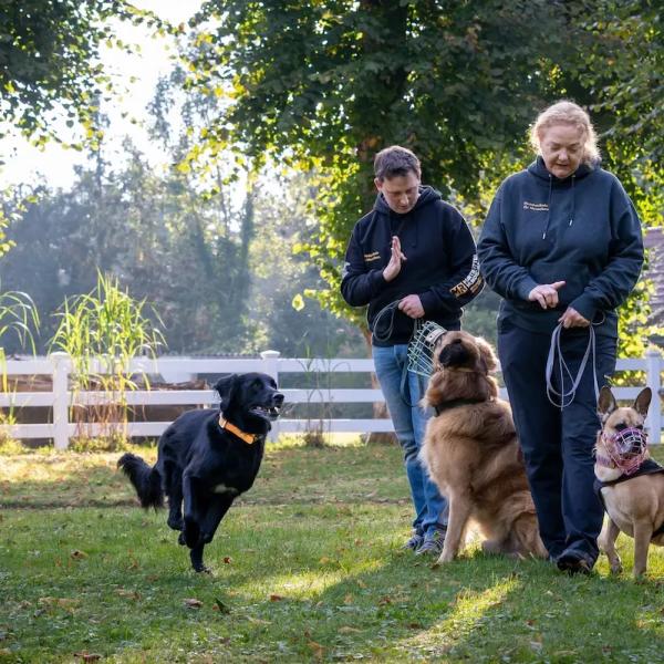 Rückruftraining für Fortgeschrittene