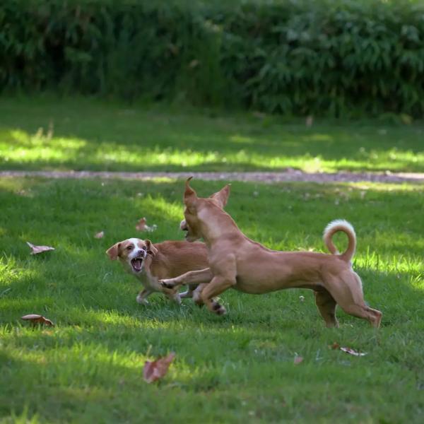 Freilaufgruppe für Hunde bis 15kg