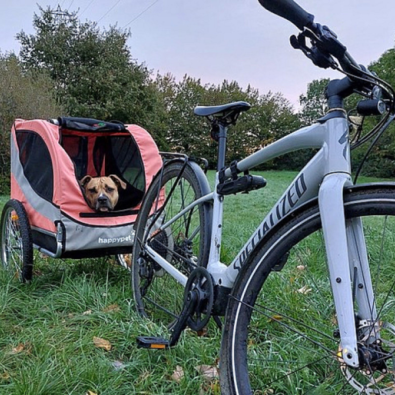 Hund im Hänger