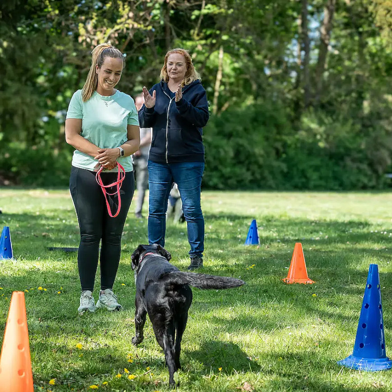 Rückruftraining für Einsteiger:innen