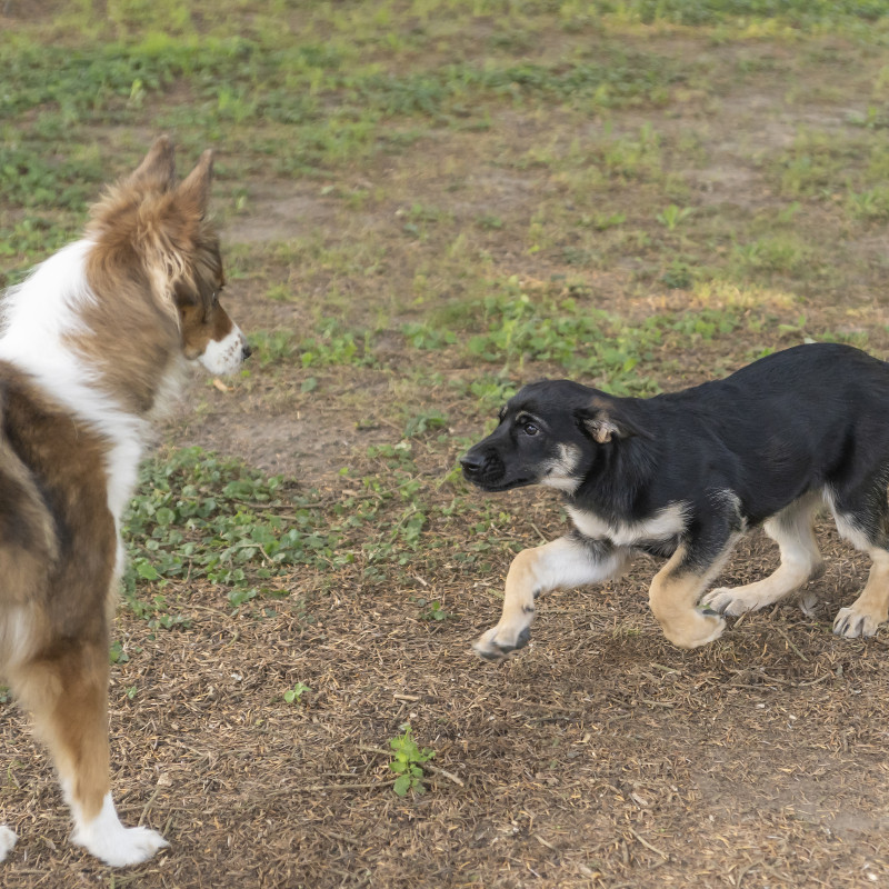 Freilauf für junge Hunde - Trainingsstunde