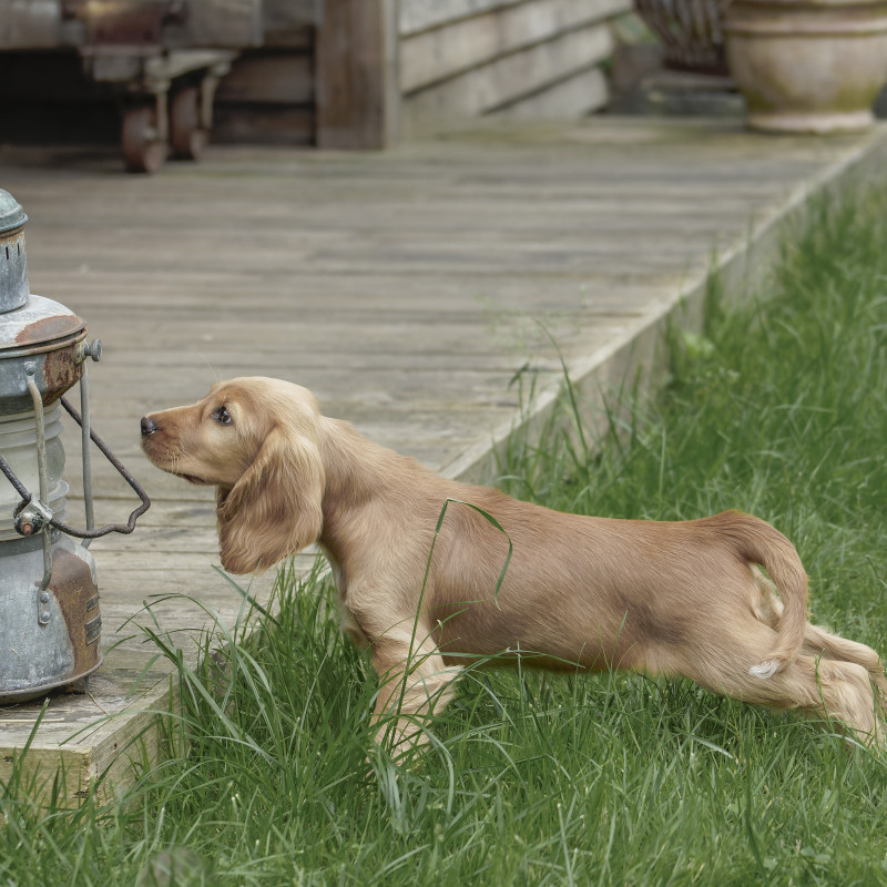 Start in's Training für ÄNGSTLICHE HUNDE