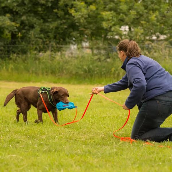 Apportieren für Einsteiger:innen