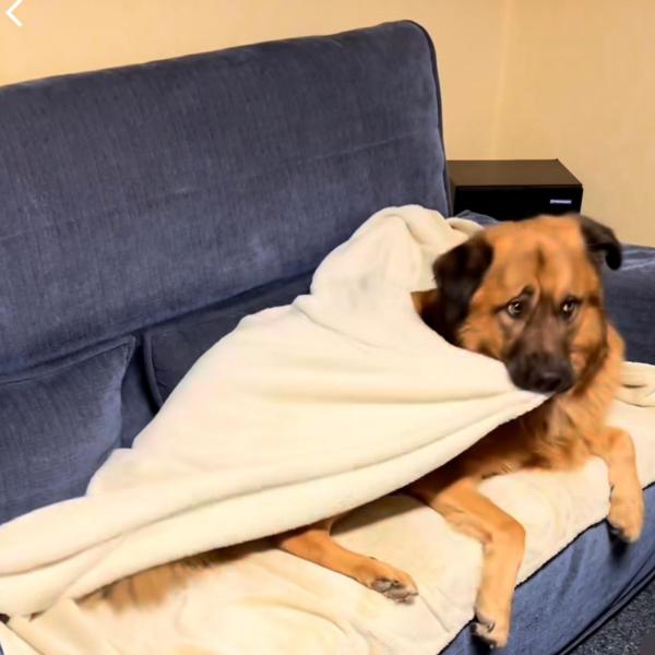 Tricktraining (Online-Kurs)