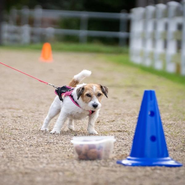 Anti-Giftköder-Training für Einsteiger:innen