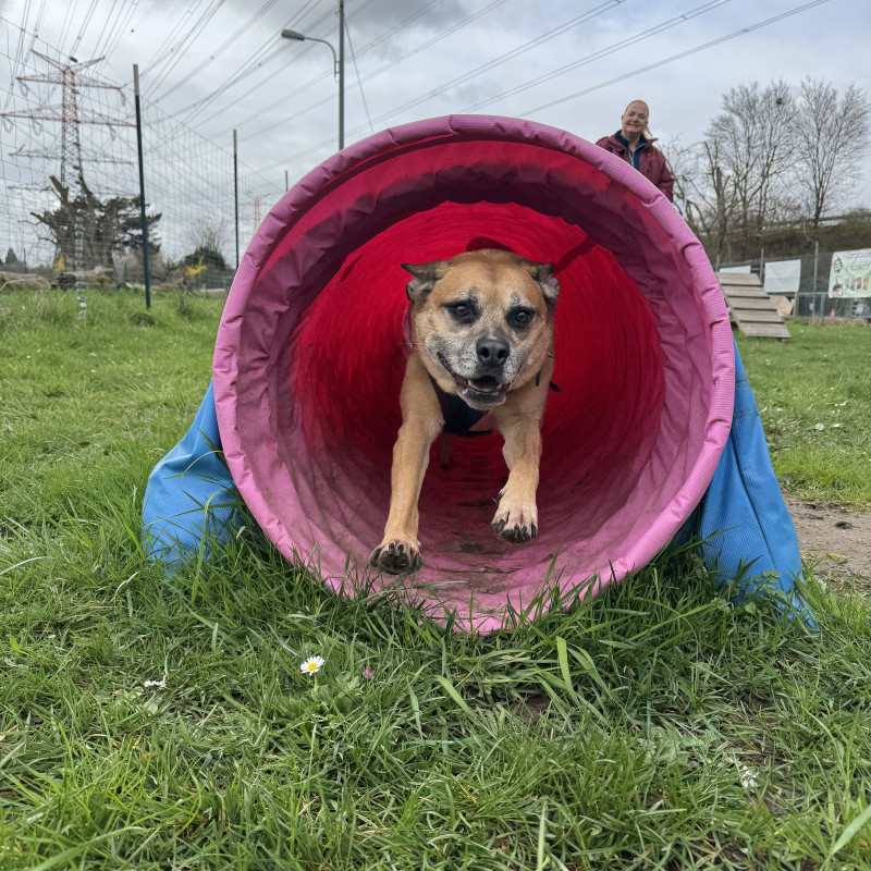 Hunde in Bewegung