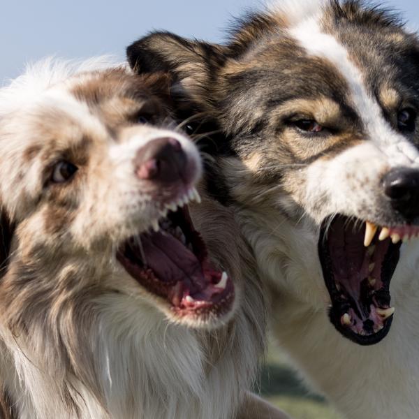 Krawallpfoten (Leinenpöbler-Kurs) - ab Frühjahr 26