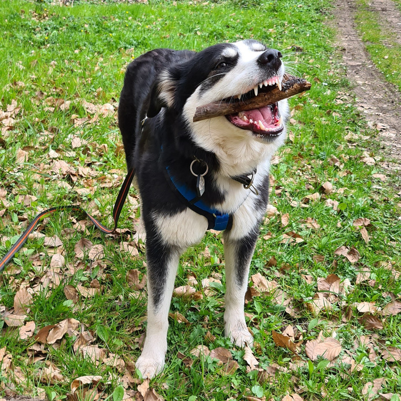 Basics für Heldenhunde II (Sept/Okt 26)