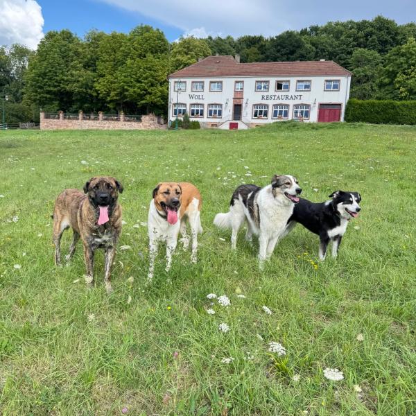 SOCIAL WALK 2026 - Freilaufedition