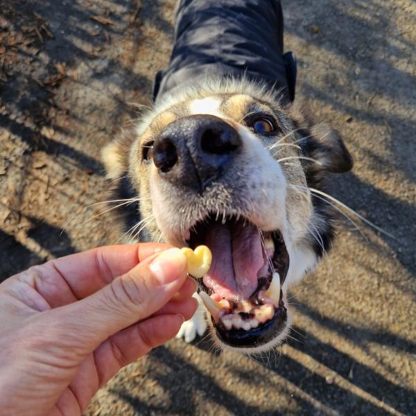 Oldie but Goldie: Was du für deinen alten Hund tun kannst (Vortrag)