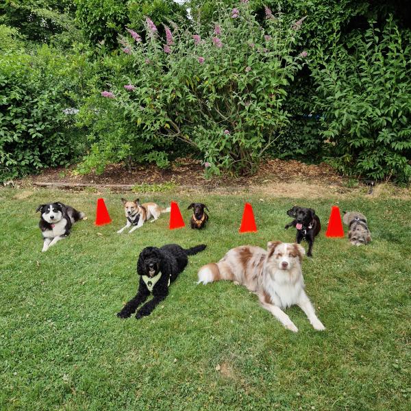 Basics für Heldenhunde I