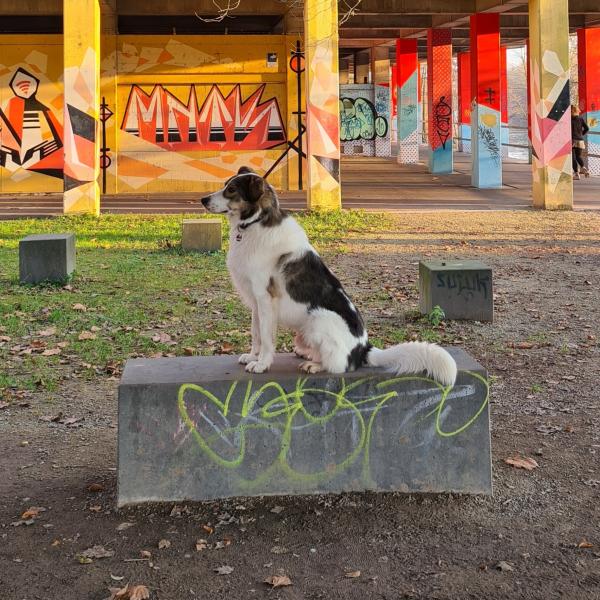 Basics für Heldenhunde II