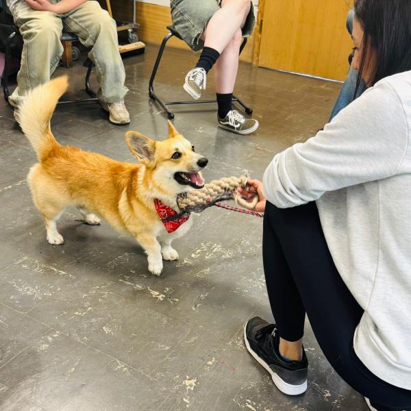Schulhundausbildung - Eignungstest (Jahrgang 26/27)