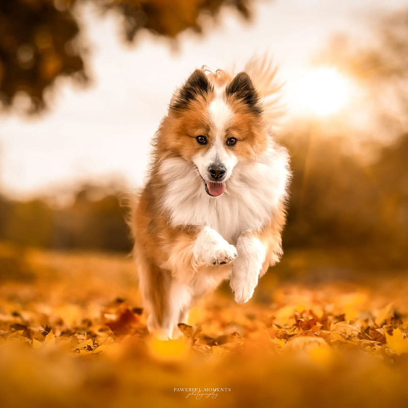 📸 Herbst Foto Walk 18.10.26