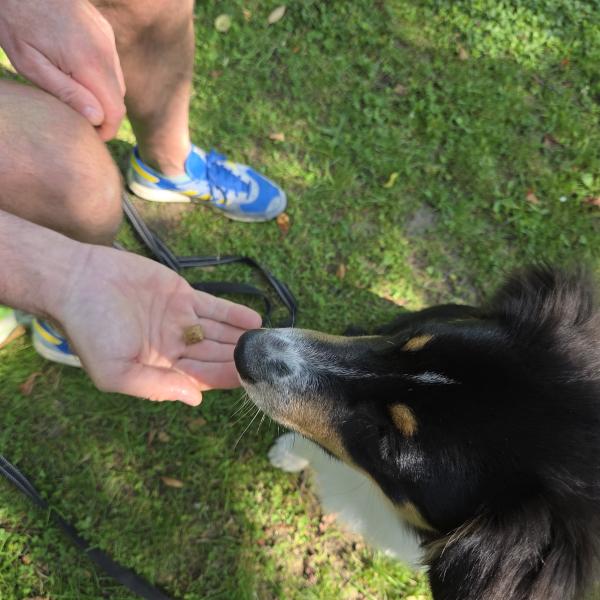 Basics für Heldenhunde II